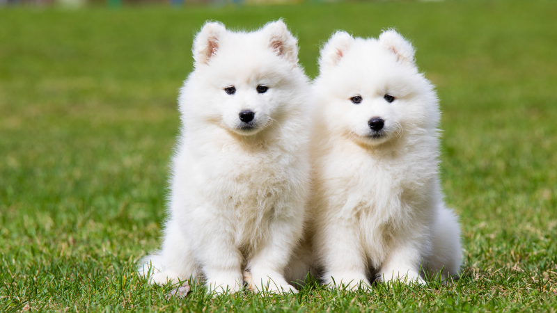 とにかくかわいい写真ができあがります